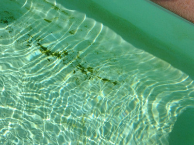algues-UV