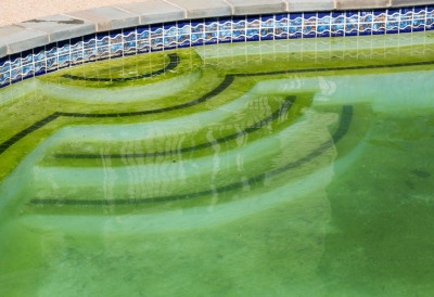 algues-moutarde-piscine