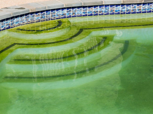 algues-moutarde-piscine